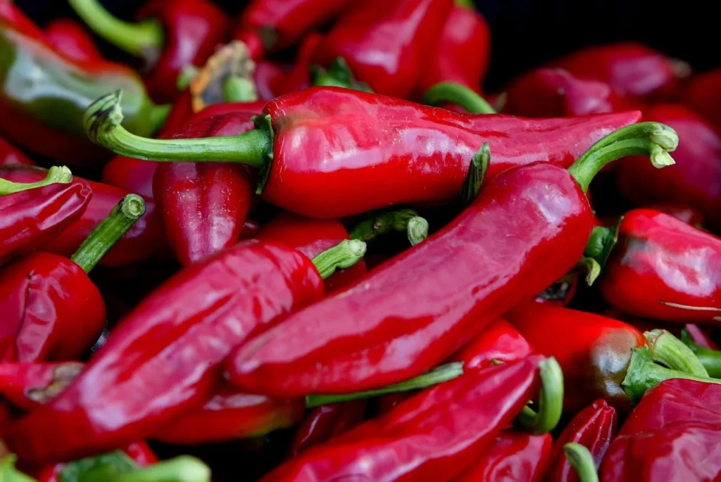 Des piments rouges du Pays basque qui sont en gros plan.